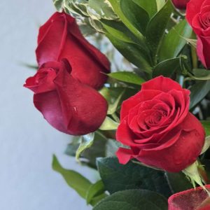 Vibrant red roses with green leaves