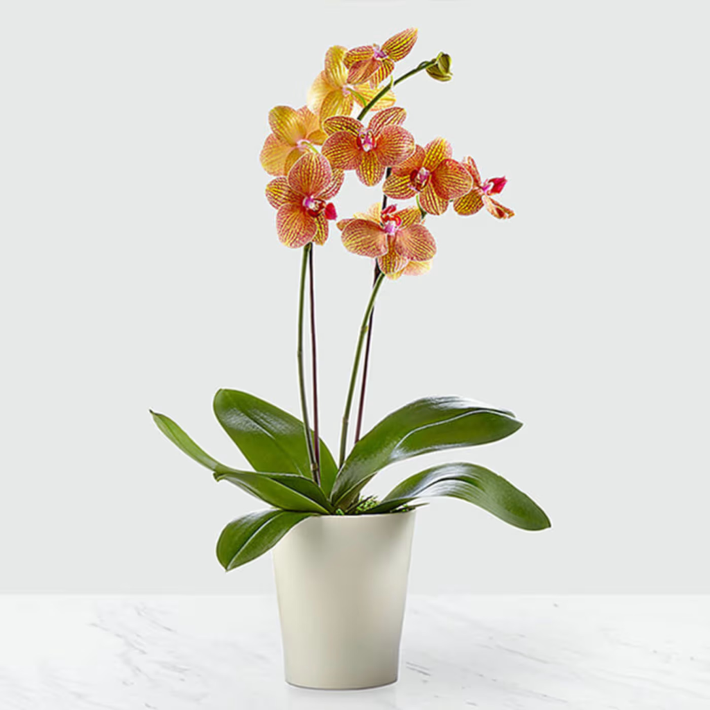 Golden Orchid Plant