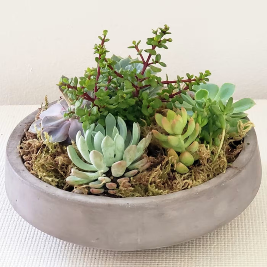 Large Succulent Bowl Garden