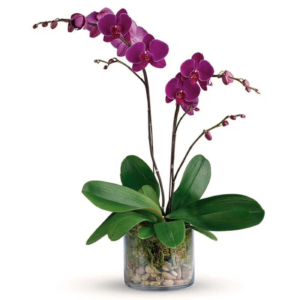 Purple Phalaenopsis Orchid