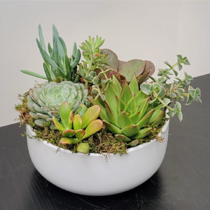 Chic Succulent Garden