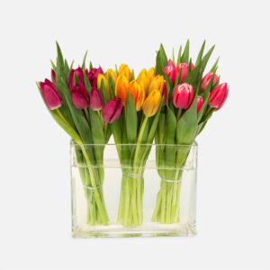 Tulip Palette, Colorful tulips in a clear vase