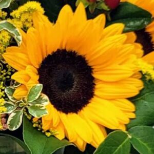 Bright sunflower with green foliage.