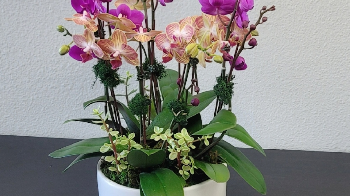 Orchids Plants_Florist Marketplace_Irvine_Lake Forest copy